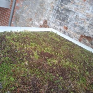 Leveren en plaatsen sedumcassettes m2